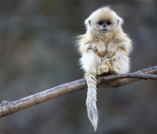 Small monkey on branch microscopic - its tail free wallpaper