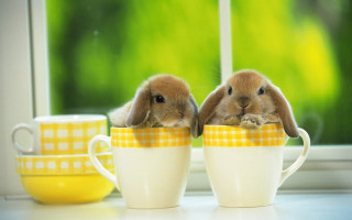 Two rabbits sitting in a - a window in the background free wallpaper for desktop