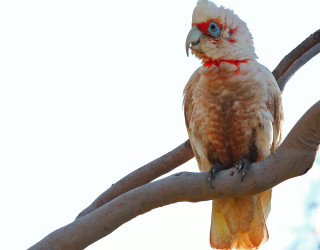 Red head bird tree branch 2 - a sky background in the background free wallpaper