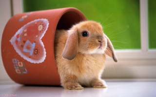 Small rabbit red box sticker - a red box free wallpaper