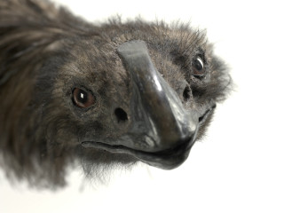 Bird closeup long beak nose - a close up of a bird free wallpaper