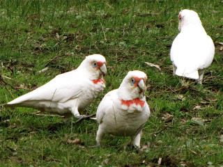 Three white birds grassy field - one bird free wallpaper