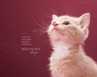 Kitten looking up sky quote - the lord free wallpaper