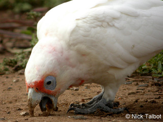 White parrot red beak dirt - its mouth open free wallpaper
