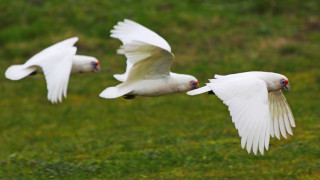 White birds flying lush green - ground free wallpaper