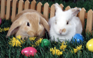 Rabbits easter eggs flowers grass - two rabbit free wallpaper