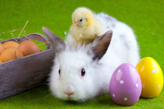 White rabbit basket eggs chicken - a green grass field free wallpaper