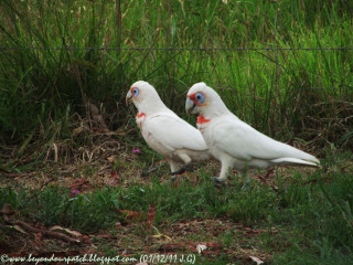 Two white birds grass flowers - two white bird free wallpaper