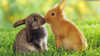 Rabbit kissing noses grass image 5 - funny free wallpaper for desktop