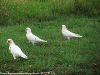 White birds grassy field fence - a grassy field next free wallpaper