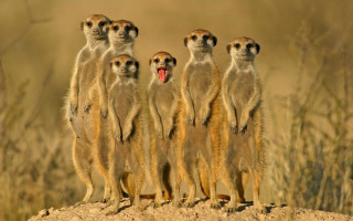 Meerkats hill mouths open group 2 - their mouth wide open free wallpaper