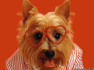 Dog glasses shirt tie red - charles schulz free wallpaper