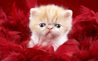 Kitten blue eyes red feathers - a pile free wallpaper