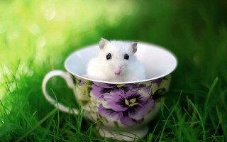 Small white hamster cup grass - a cup free wallpaper