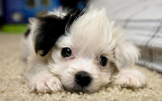 Small white black dog carpet - dog free wallpaper