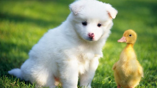 White puppy yellow duck green - a green field of grass free wallpaper