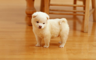 Small white dog wooden floor 3 - a small white dog free wallpaper