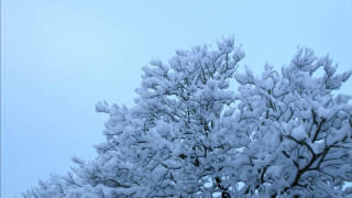 Snowy tree blue sky flying - the sky above free wallpaper