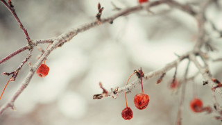 Branch red berries hanging snow - claire hummel free wallpaper