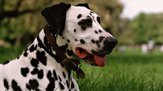 Dalmatian dog black white spot - a dalmatian dog free wallpaper