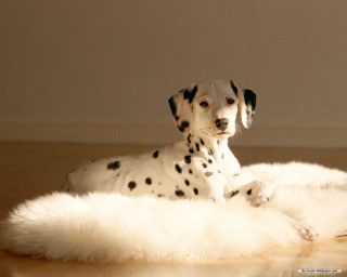 Dalmatian white rug wooden floor - a white rug free wallpaper