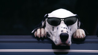 Dog sunglasses hat outcar furry - sunglass and a hat free wallpaper