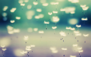 Blurry dandelion seeds flying air - magical free wallpaper