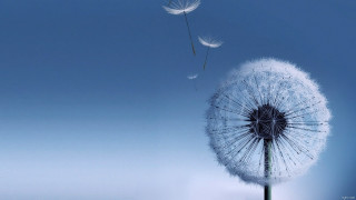 Dandelion blowing wind blue sky 13 - a blue sky background free wallpaper