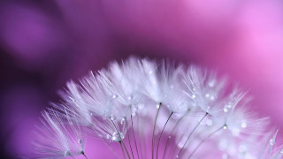 Dandelion water droplets petals pink - a close up of a dandelion free wallpaper