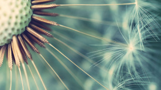 Dandelion blurry background seeds leaves - seed free wallpaper
