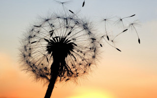 Dandelion blowing wind sunset sun - sunset free wallpaper