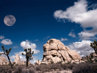 Full moon desert rocks cactus - over a desert landscape free wallpaper