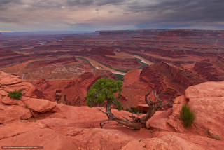 Lone tree canyon landscape river - a lone tree free wallpaper