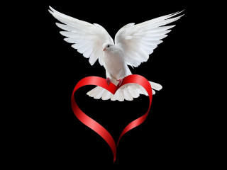 White dove red ribbon gothic - a red heart free wallpaper