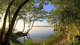 Lake trees grass forest body - tree and water free wallpaper