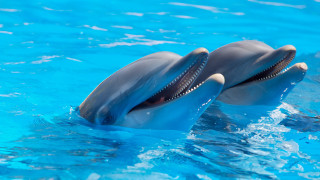 Two dolphins swimming pool open - two dolphin free wallpaper