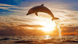 Dolphin jumping water sunset sunrise 5 - a dolphin free wallpaper