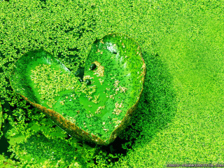Heart leaf water lilies green - water lily free wallpaper