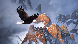 Bald eagle flying mountain range 7 - a bald eagle free wallpaper