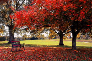 Park bench red leaves autumn - a few tree free wallpaper