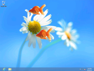 Goldfish flower blue sky white - allen tupper true free wallpaper for desktop
