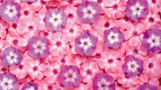 Pink purple flower field bouquet - a field free wallpaper