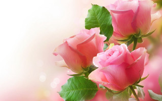 Pink roses green leaves white 2 - pink rose free wallpaper