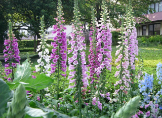 Purple flowers garden mackintosh puzzle - a garden free wallpaper