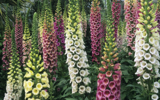 Flower garden bouquet puzzle roses - many free wallpaper