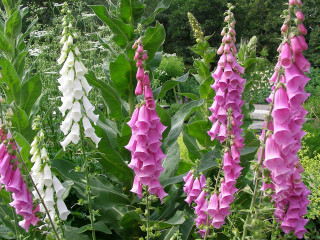 Flowers field grass background green - a bunch of flowers free wallpaper