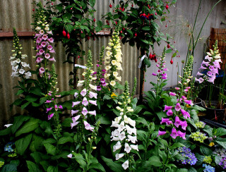 Garden flowers plants fence background - a garden free wallpaper