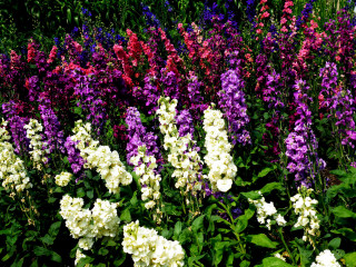Flower field purple white garden - a field of flowers free wallpaper