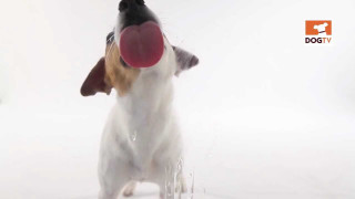 Dog playing frisbee snow mouth - tongue free wallpaper
