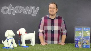 Man white dog toy dog - claymation free wallpaper